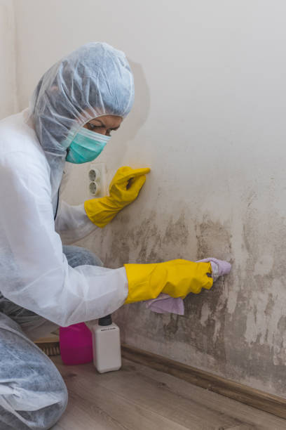 Best Mold Removal for HVAC Installations  in Belen, NM