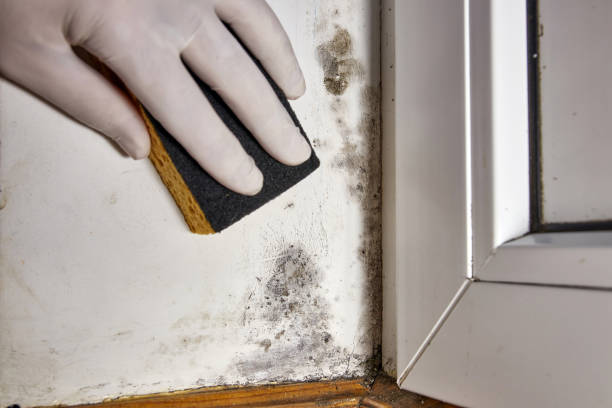 Best Residential Mold Inspection & Testing  in Belen, NM