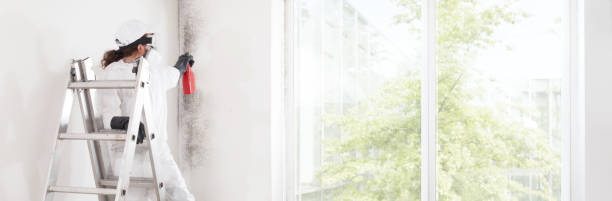 Best Attic Mold Removal  in Belen, NM